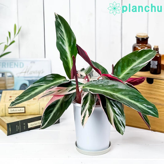 PLANCHU 観葉植物 ストロマンテ サンギネア トリオスター 4号鉢 受け皿付き Stromanthe sanguinea ‘Triostar’ マルチカラー カラテア ウラベニショウ