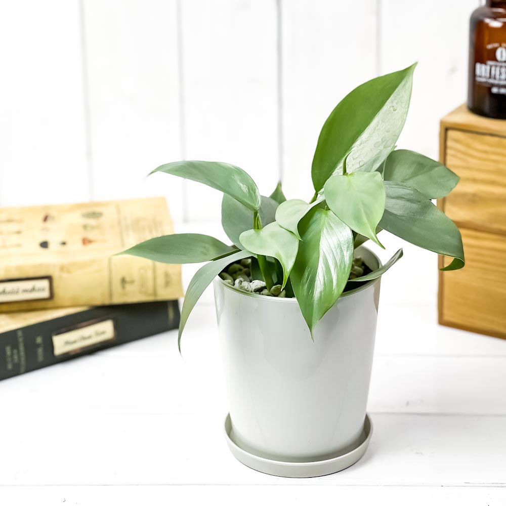 PLANCHU 観葉植物 フィロデンドロン シルバーメタル 4号鉢 受け皿付き 育て方説明書付き Philodendron imbe ‘Silver Metal’ アロイド