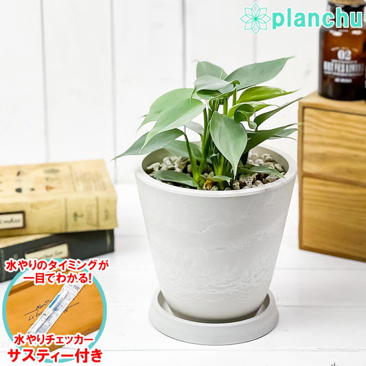 PLANCHU 観葉植物 フィロデンドロン シルバーメタル 5号樹脂鉢 ホワイト サスティー付き 受け皿付き 育て方説明書付き Philodendron imbe ‘Silver Metal’ アロイド