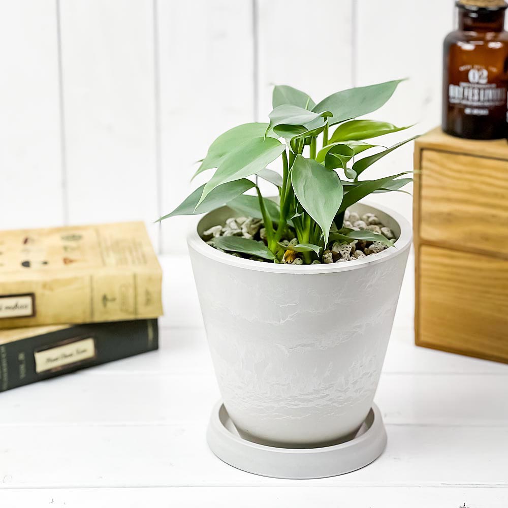 PLANCHU 観葉植物 フィロデンドロン シルバーメタル 5号樹脂鉢 ホワイト サスティー付き 受け皿付き 育て方説明書付き Philodendron imbe ‘Silver Metal’ アロイド