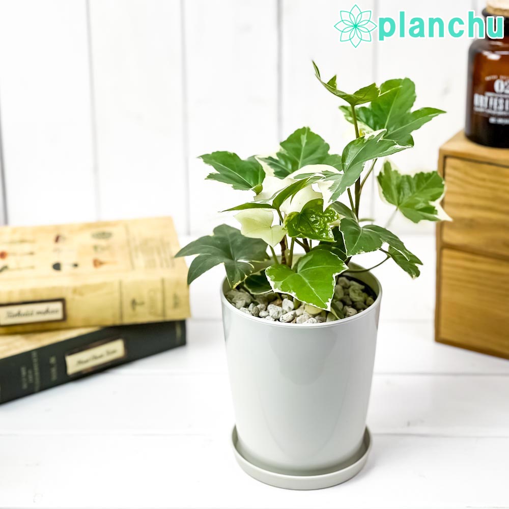 PLANCHU 観葉植物 ファトスヘデラ 斑入り 4号鉢 受け皿付き 育て方説明書付き × Fatshedera ファッツヘデラ ハトス