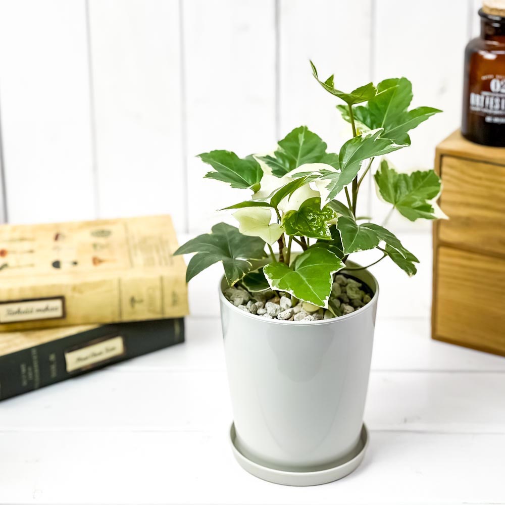 PLANCHU 観葉植物 ファトスヘデラ 斑入り 4号鉢 受け皿付き 育て方説明書付き × Fatshedera ファッツヘデラ ハトス