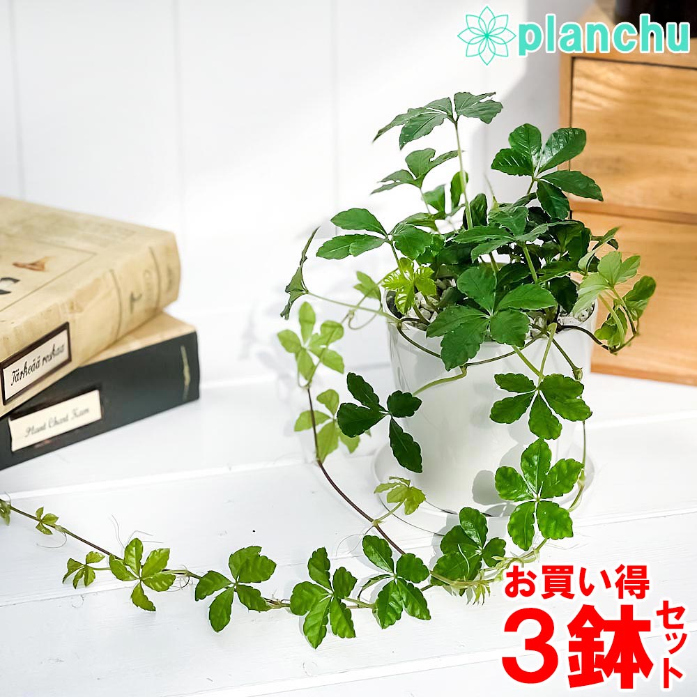 PLANCHU 観葉植物 パーセノシッサス シュガーバイン 3.5号鉢 3鉢セット 受け皿付き 育て方説明書付き Parthenocissus ‘Sugar Vine’