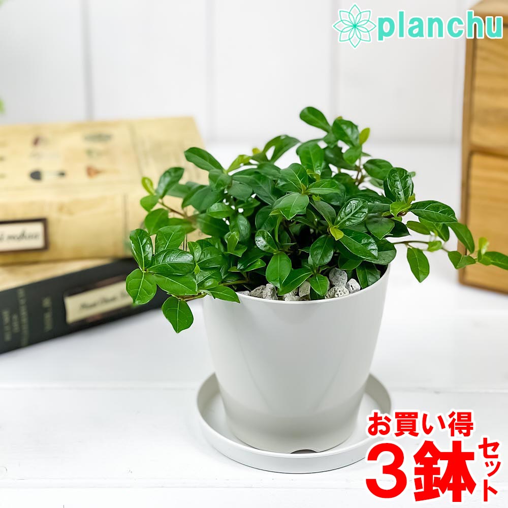 PLANCHU 観葉植物 フィカス シャングリラ 3.5号鉢 3鉢セット 受け皿付き 育て方説明書付き Ficus vaccinioides つる性ガジュマル テリハイヌビワ バッキニオイデス