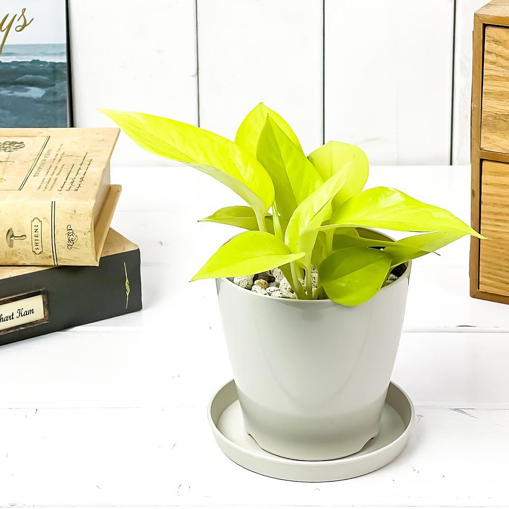 PLANCHU 観葉植物 ポトス ライム 3.5号鉢 受け皿付き 育て方説明書付き Epipremnum aureum ‘Lime’ エピプレムナム アロイド