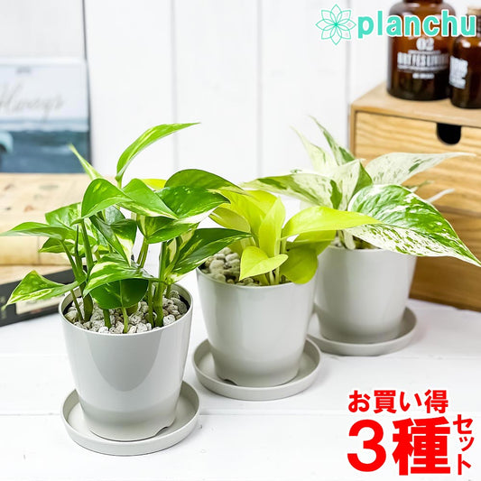 PLANCHU 観葉植物 ポトス 3種セット ゴールデン ライム マーブルクイーン 3.5号鉢 受け皿付き 育て方説明書付き エピプレムヌム