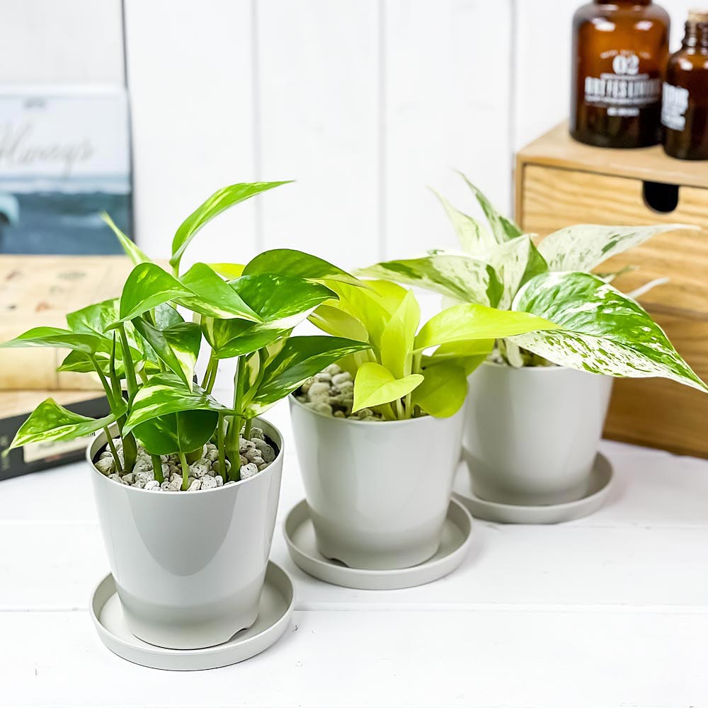 PLANCHU 観葉植物 ポトス 3種セット ゴールデン ライム マーブルクイーン 3.5号鉢 受け皿付き 育て方説明書付き エピプレムナム アロイド