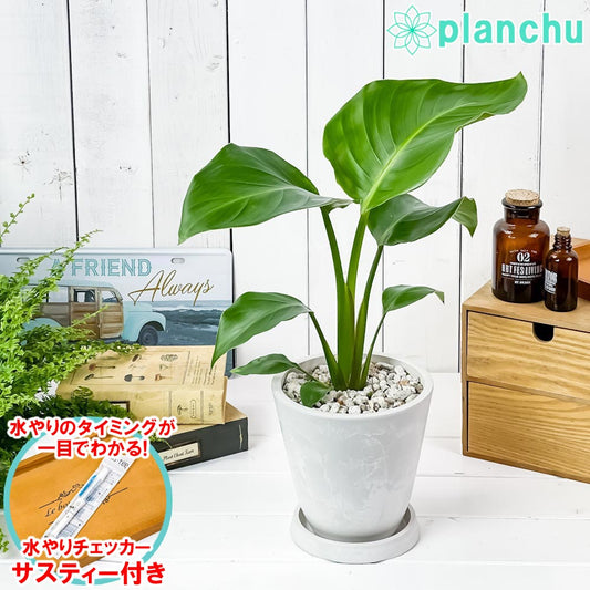 PLANCHU 観葉植物 ストレリチア オーガスタ 5号樹脂鉢 ホワイト サスティー付き 受け皿付き 育て方説明書付き Strelitzia nicolai ニコライ 楽園の白い鳥 極楽鳥花