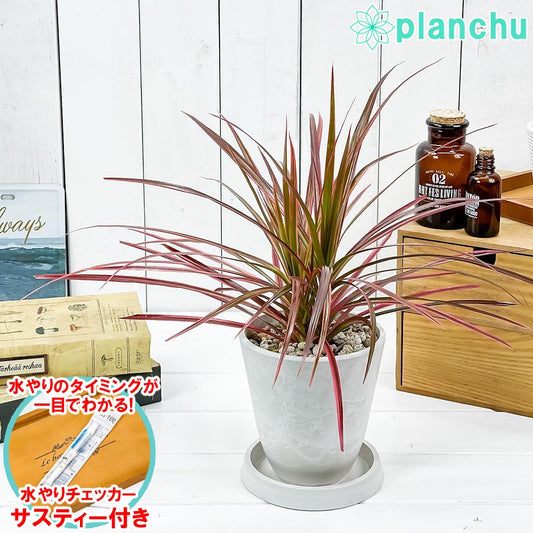 PLANCHU 観葉植物 ドラセナ マルギナータ レインボー 4号樹脂鉢 ホワイト サスティー付き 受け皿付き 育て方説明書付き 真実の木 マジナータ コンシンネ