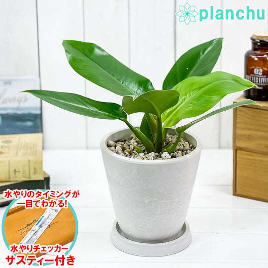 PLANCHU 観葉植物 フィロデンドロン インペリアルグリーン 5号樹脂鉢 ホワイト サスティー付き 受け皿付き 育て方説明書付き Philodendron ‘Imperial Green’ アロイド