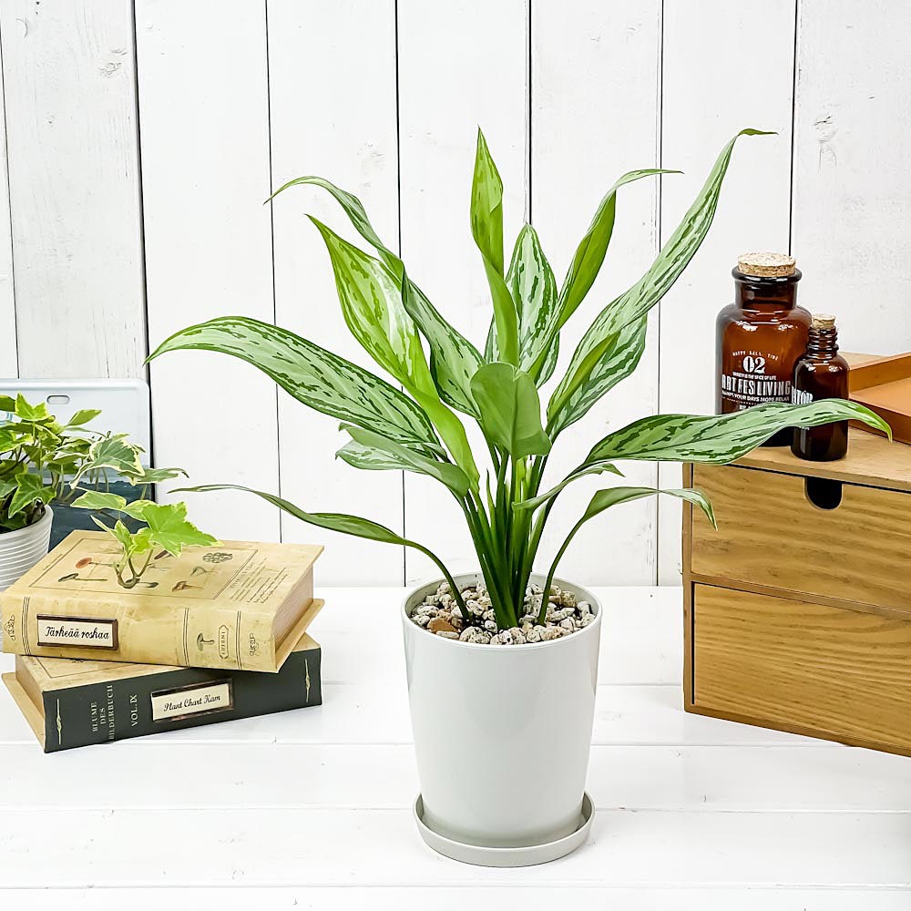 PLANCHU 観葉植物 アグラオネマ シルバークイーン 4号鉢 受け皿付き