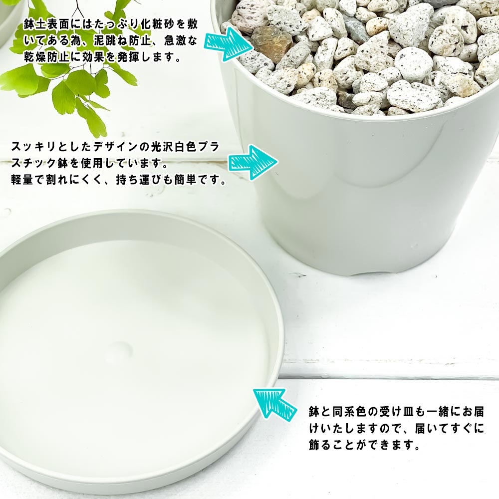 PLANCHU 観葉植物 ヒメモンステラ 3.5号鉢 受け皿付き 育て方説明書付き Rhaphidophora tetrasperma ラフィドフォラ テトラスペルマ モンステラ