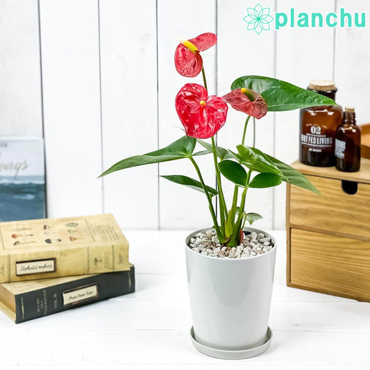 PLANCHU 観葉植物 アンスリウム レッド 4号鉢 受け皿付き 育て方説明書付き Anthurium andraeanum cv. アンスリューム アロイド 鉢花