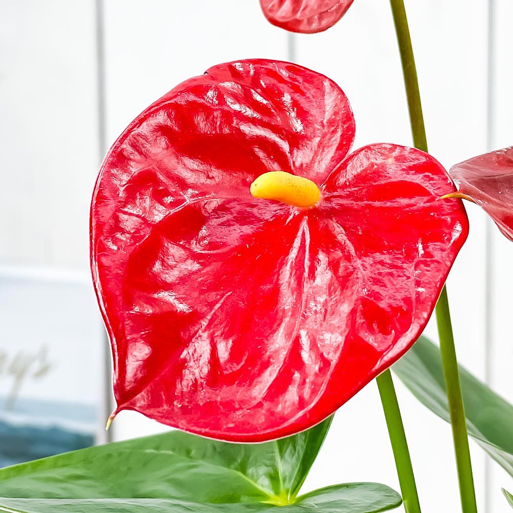 PLANCHU 観葉植物 アンスリウム レッド ＆ ピンク 4号鉢 2鉢セット 受け皿付き 育て方説明書付き Anthurium andraeanum アンスリューム 鉢花