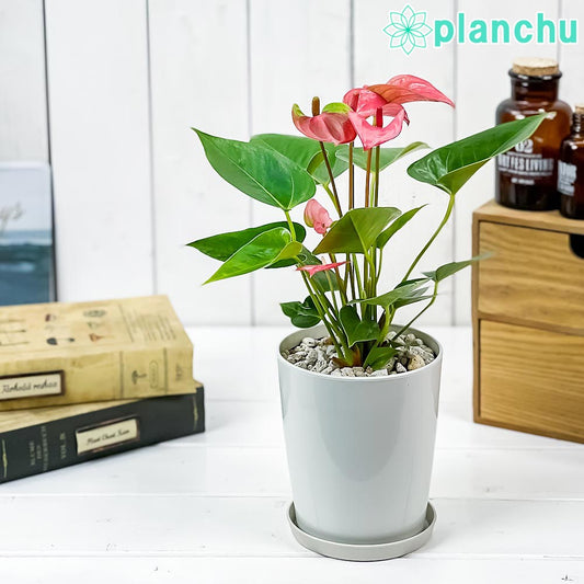 PLANCHU 観葉植物 アンスリウム ピンク 4号鉢 受け皿付き 育て方説明書付き Anthurium andraeanum cv. アンスリューム アロイド 鉢花