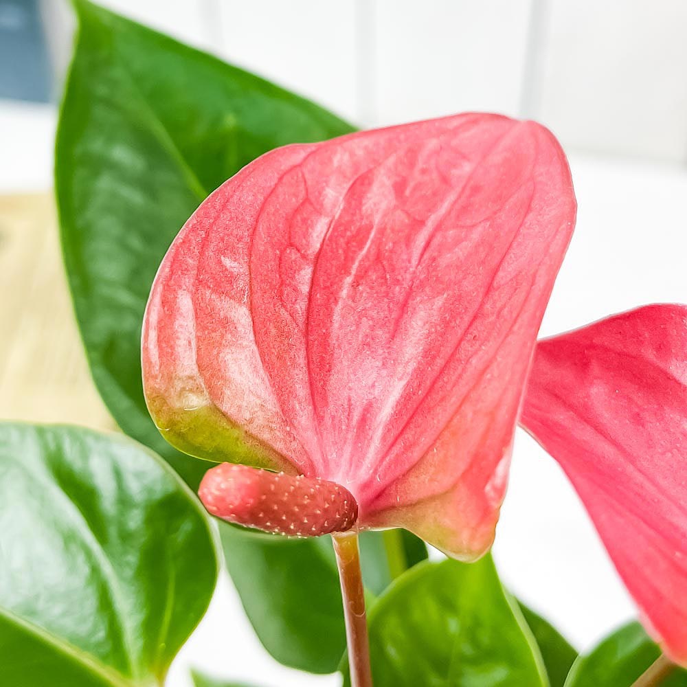 PLANCHU 観葉植物 アンスリウム レッド ＆ ピンク 4号鉢 2鉢セット 受け皿付き 育て方説明書付き Anthurium andraeanum アンスリューム 鉢花
