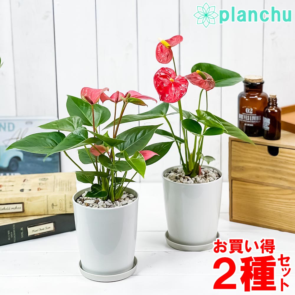 PLANCHU 観葉植物 アンスリウム レッド ＆ ピンク 4号鉢 2鉢セット 受け皿付き 育て方説明書付き Anthurium andraeanum アンスリューム 鉢花