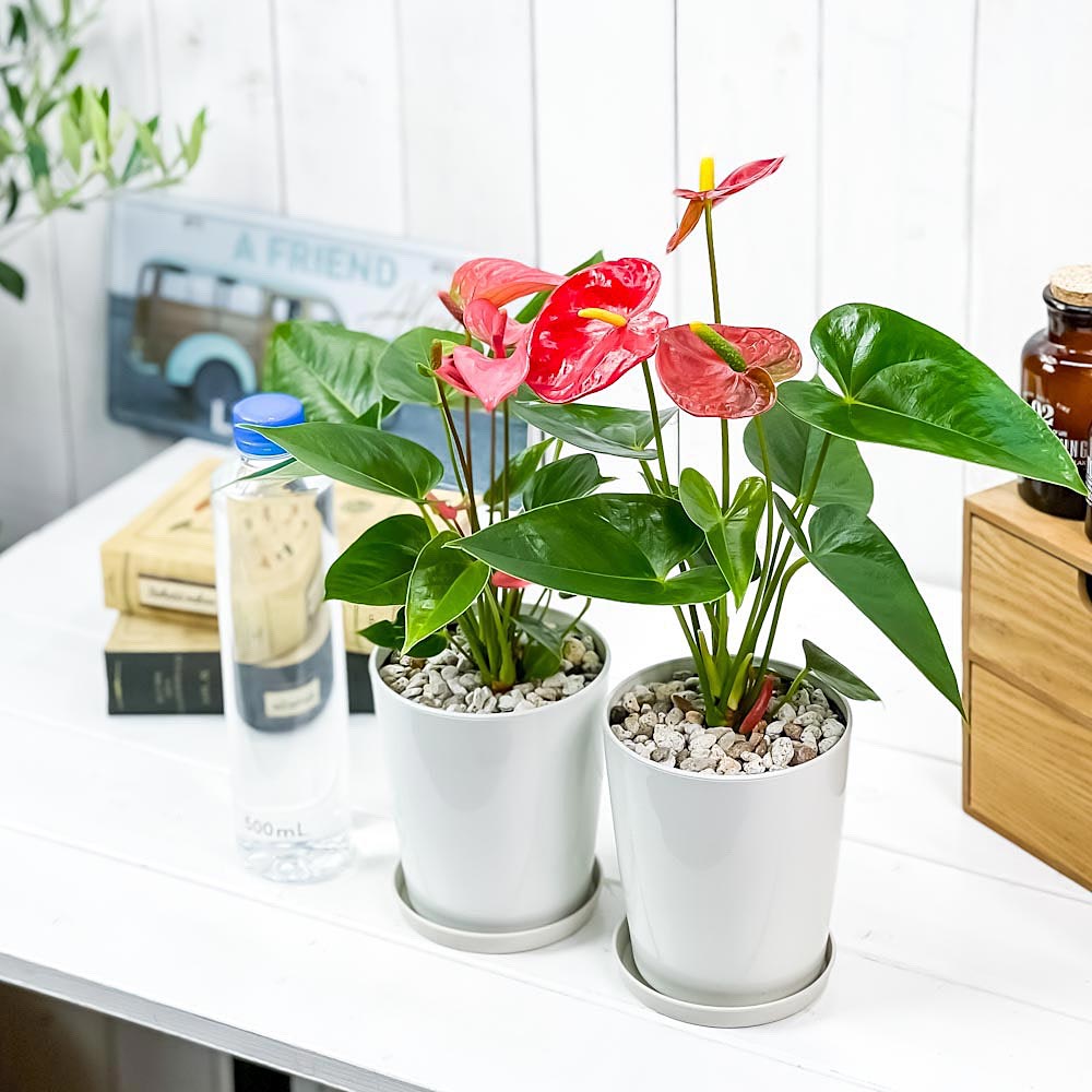 PLANCHU 観葉植物 アンスリウム レッド ＆ ピンク 4号鉢 2鉢セット 受け皿付き 育て方説明書付き Anthurium andraeanum アンスリューム 鉢花