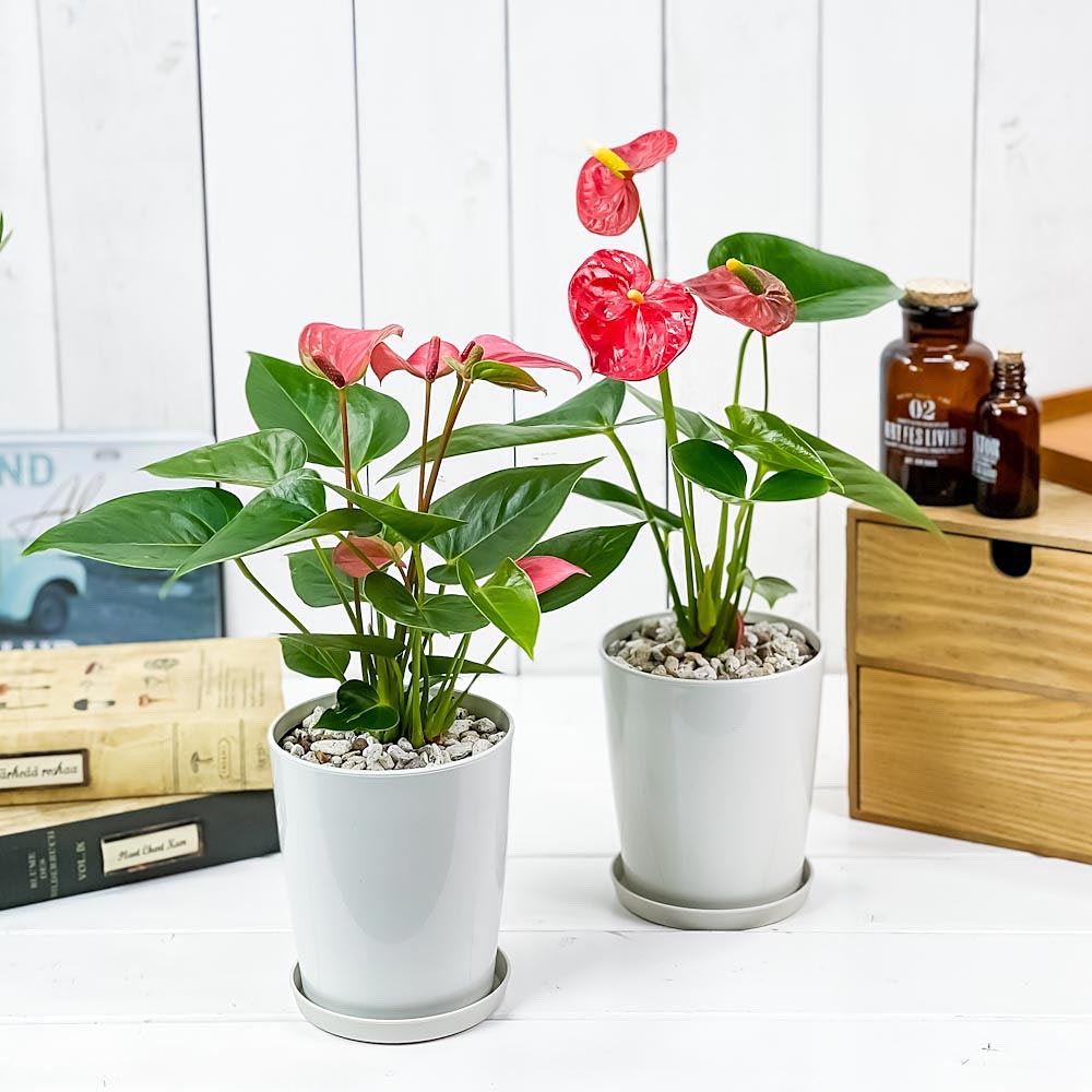 PLANCHU 観葉植物 アンスリウム レッド ＆ ピンク 4号鉢 2鉢セット 受け皿付き 育て方説明書付き Anthurium andraeanum アンスリューム 鉢花