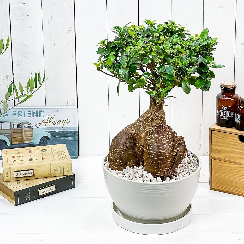 フィカス ガジュマル 観葉植物 鉢植え PLANCHU 観葉植物 ガジュマル 太幹大株 8号平鉢 受け皿付き 育て方説明