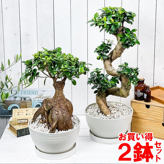 PLANCHU 観葉植物 ガジュマル 昇り竜＆太幹 2鉢セット 8号平鉢 受け皿付き 育て方説明書付き Ficus microcarpa フィカス ミクロカルパ 精霊の宿る木