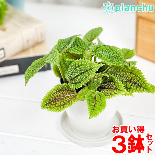 PLANCHU 観葉植物 ピレア ムーンバレー 3.5号鉢 3鉢セット 受け皿付き 育て方説明書付き Pilea mollis ‘Moon Valley’