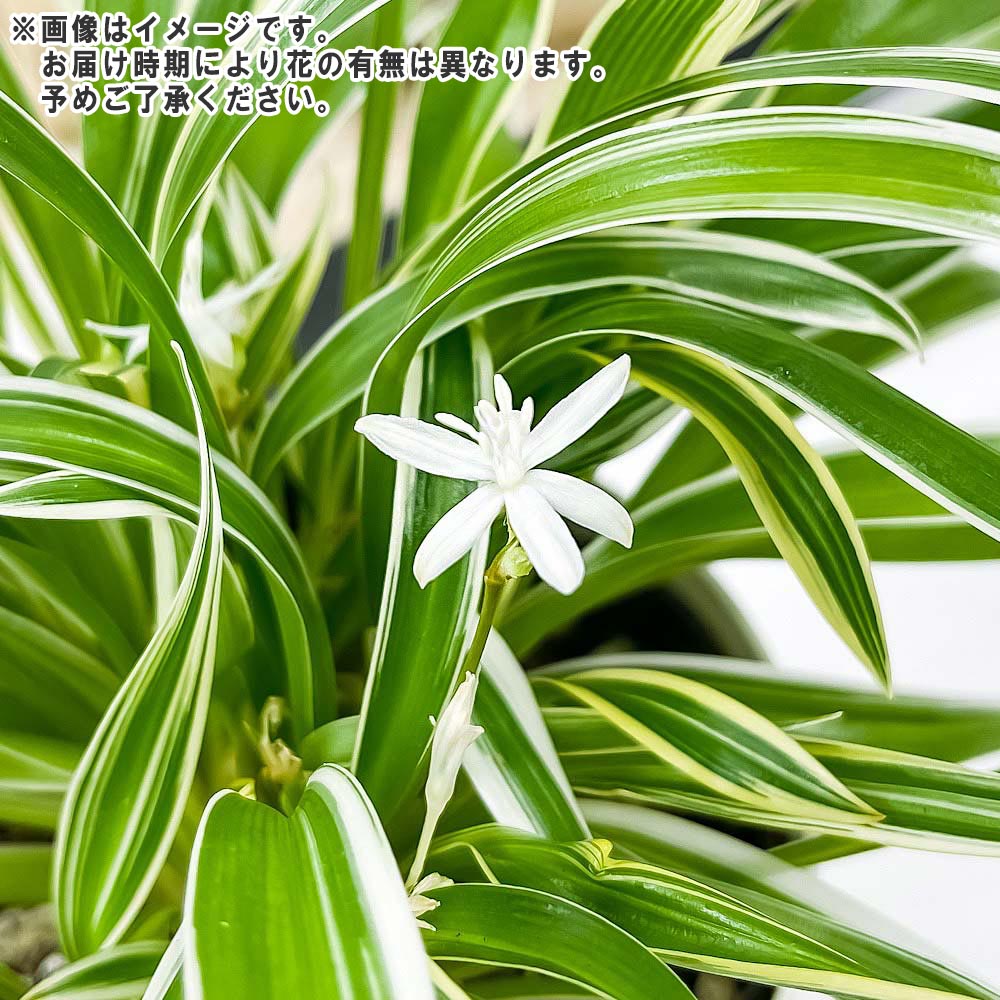 PLANCHU 観葉植物 クロロフィツム シャムオリヅルラン 3.5号鉢 受け皿付き 育て方説明書付き Chlorophytum bichetii クロロフィタム