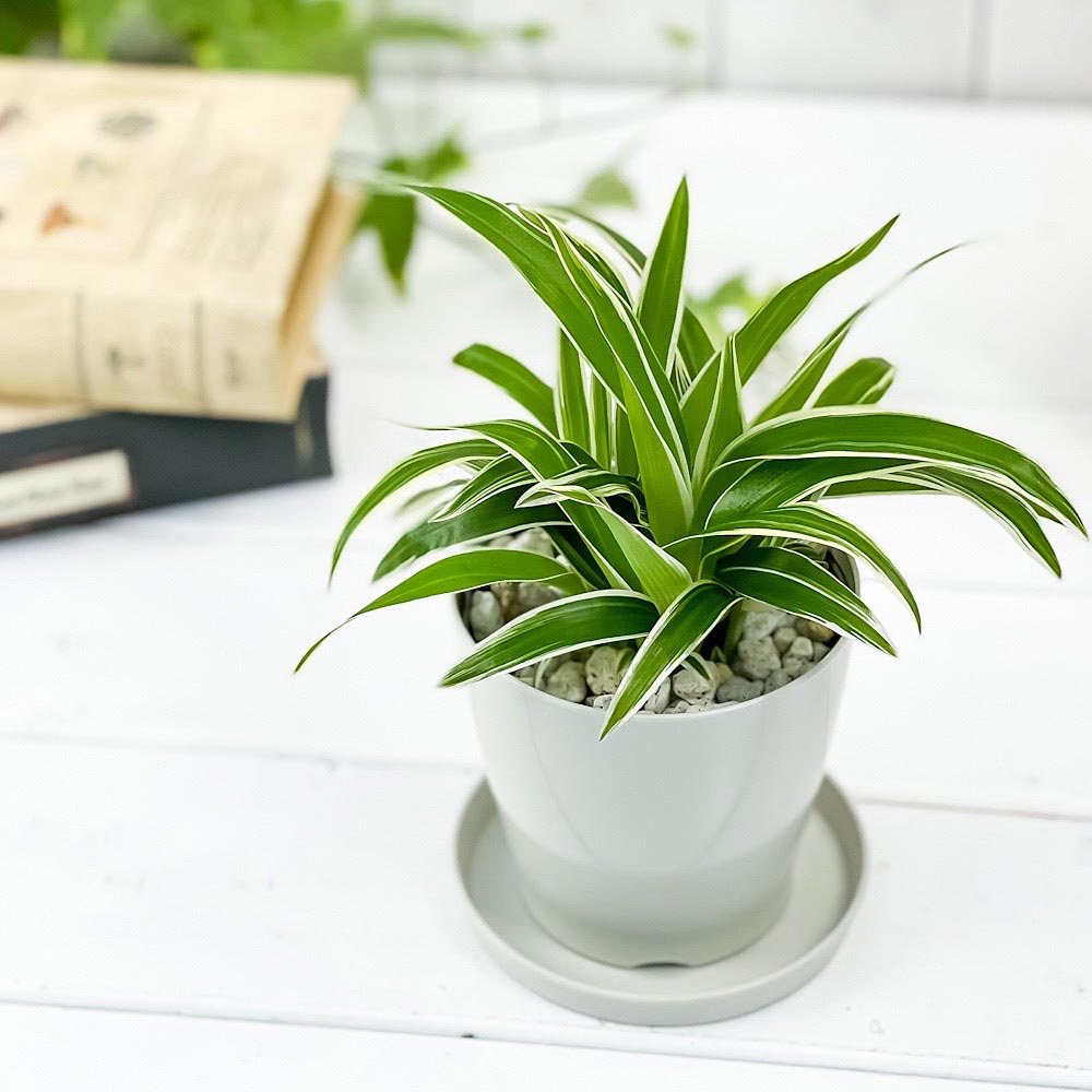 PLANCHU 観葉植物 クロロフィツム シャムオリヅルラン 3.5号鉢 受け皿