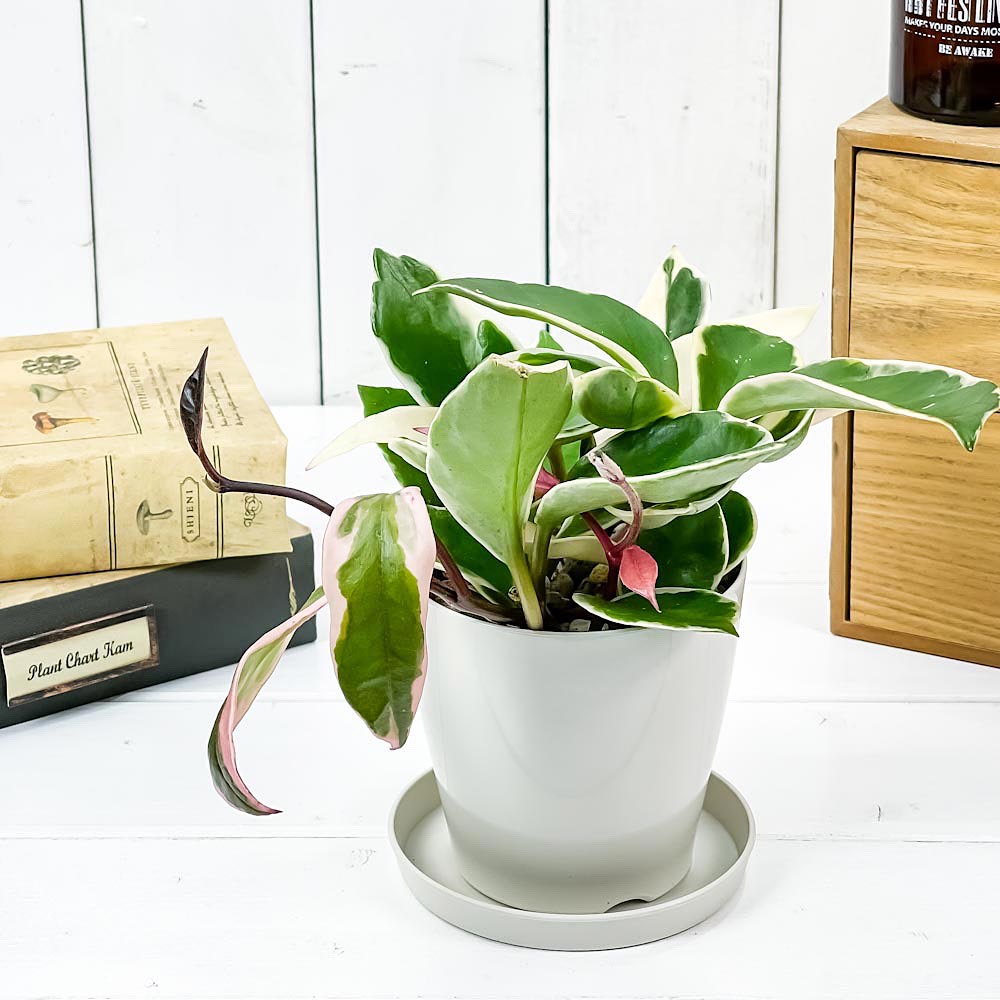 PLANCHU 観葉植物 ホヤ カルノーサ リップカラー 3.5号鉢 受け皿付き 育て方説明書付き Hoya carnosa ‘Lip Color’ ガガイモ サクララン 桜蘭