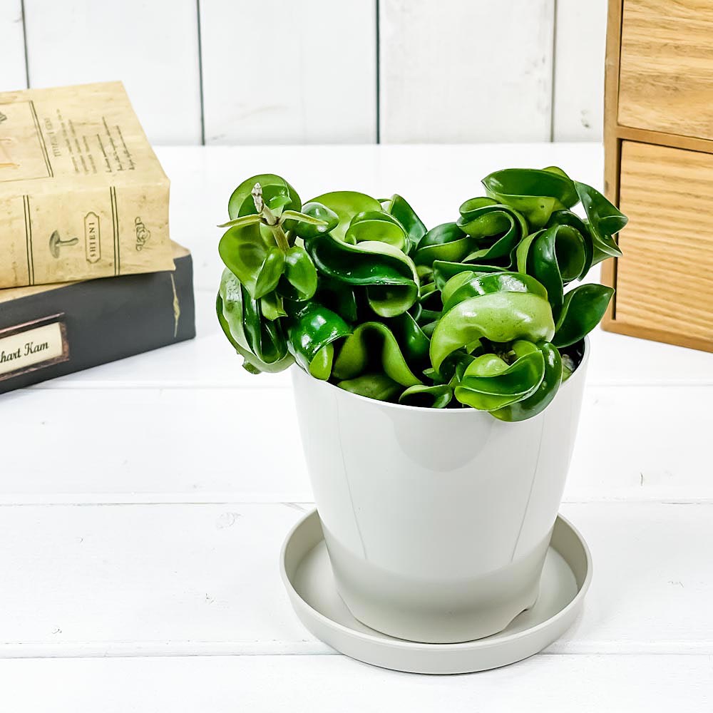 PLANCHU 観葉植物 ホヤ カルノーサ コンパクタ 3.5号鉢 受け皿付き