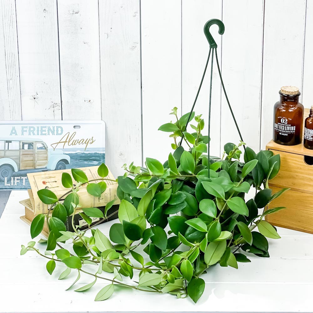 PLANCHU 観葉植物 エスキナンサス ラディカンス 5号吊り鉢 育て方説明書付き Aeschynanthus ‘Radicans’