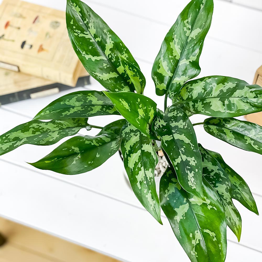 PLANCHU 観葉植物 アグラオネマ マリア 4号鉢 受け皿付き 育て方説明書付き Aglaonema ‘Maria’ 幸せを招くタイの宝石 アロイド