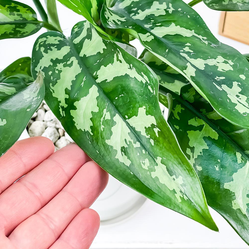 PLANCHU 観葉植物 アグラオネマ マリア 4号鉢 受け皿付き 育て方説明書付き Aglaonema ‘Maria’ 幸せを招くタイの宝石 アロイド