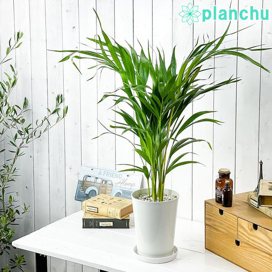 PLANCHU 観葉植物 アレカヤシ 6号鉢 受け皿付き 育て方説明書付き Dypsis lutescens ディプシス ヤシ コガネタケヤシ ヤマドリヤシ