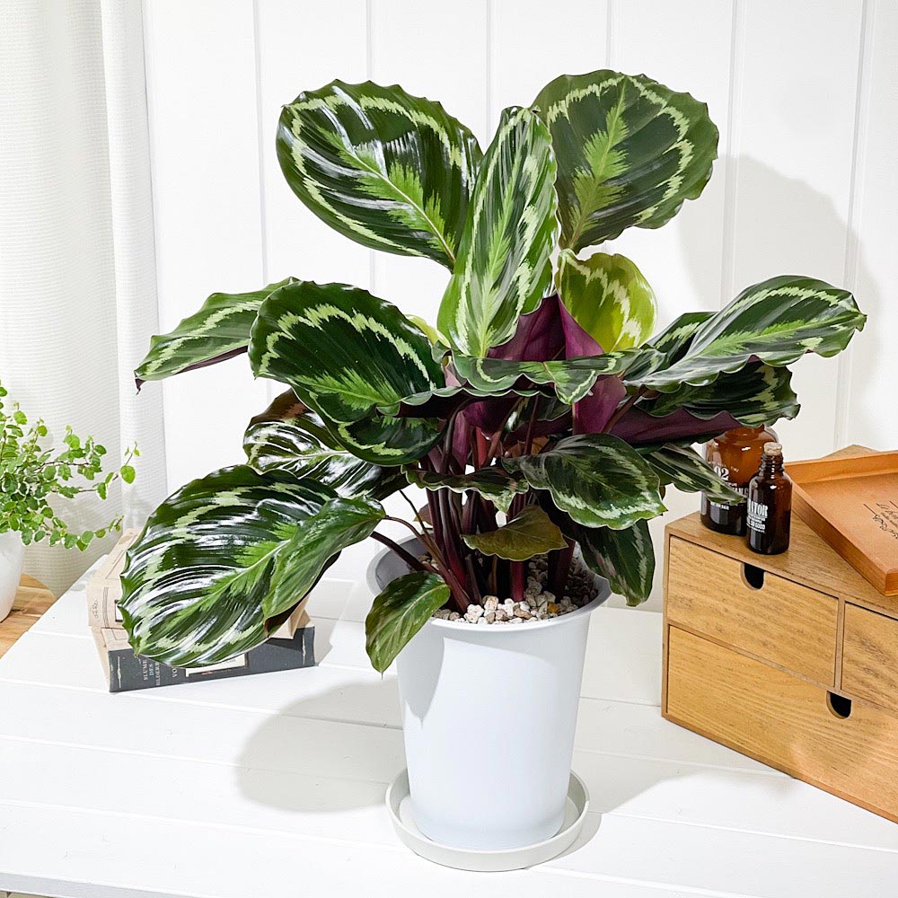 PLANCHU 観葉植物 カラテア メダリオン 6号鉢 受け皿付き 育て方説明書付き Calathea ‘Medallion’