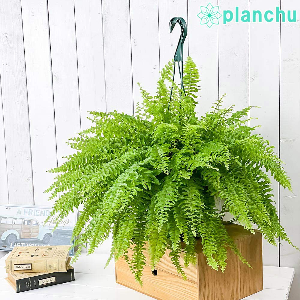 PLANCHU 観葉植物 ネフロレピス ツデー 7号吊り鉢 育て方説明書付き Nephrolepis exaltata ‘Teddy Junior’ ボストンファーン ボストンファン シダ植物