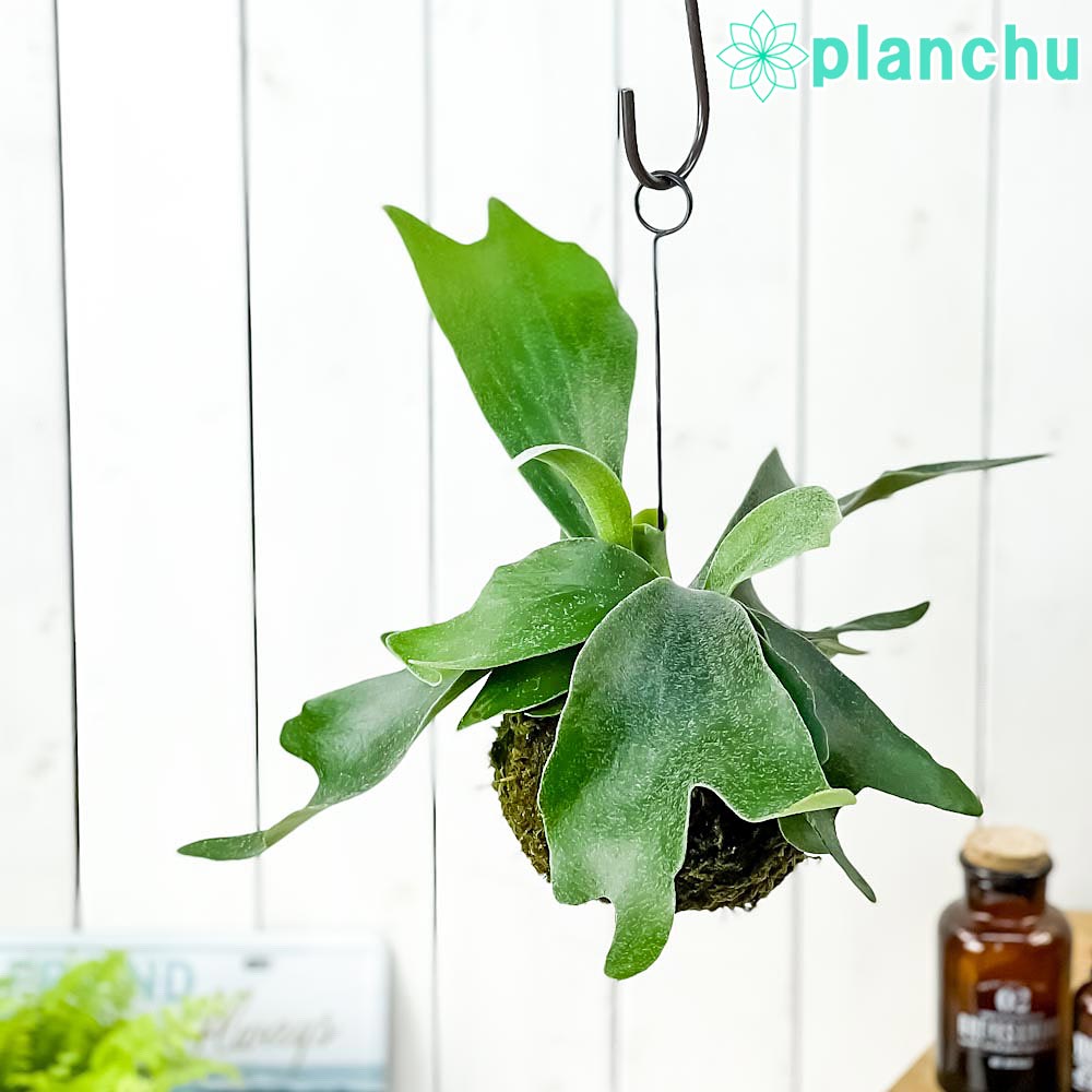 PLANCHU 観葉植物 苔玉 ビカクシダ ネザーランズ Lサイズ 1個 育て方説明書付き Platycerium プラティケリウム コウモリラン シダ コケダマ 吊り下げ