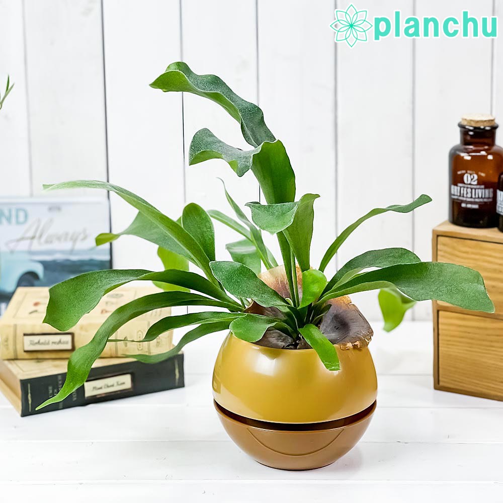 PLANCHU 観葉植物 プラティケリウム ビフルカツム ネザーランズ 5号カプセル鉢 育て方説明書付き Platycerium bifurcatum ビカクシダ コウモリラン シダ植物
