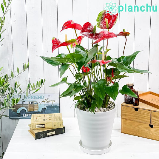 PLANCHU 観葉植物 アンスリウム レッド 7号鉢 受け皿付き 育て方説明書付き Anthurium andraeanum cv. アンスリューム アロイド 鉢花