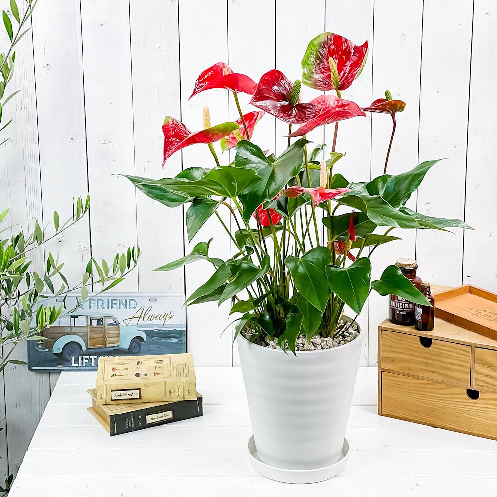 PLANCHU 観葉植物 アンスリウム レッド 7号鉢 受け皿付き 育て方説明書付き Anthurium andraeanum cv. アンスリューム アロイド 鉢花