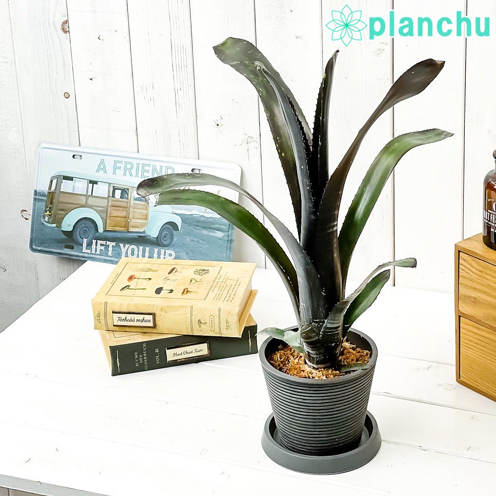 ビルベルギア – 観葉植物専門店プランチュ