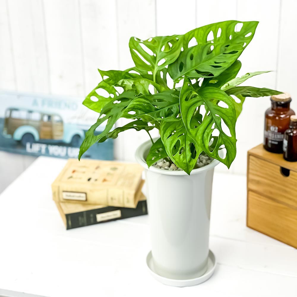 PLANCHU 観葉植物 マドカズラ モンステラ フリードリヒスターリー 5号