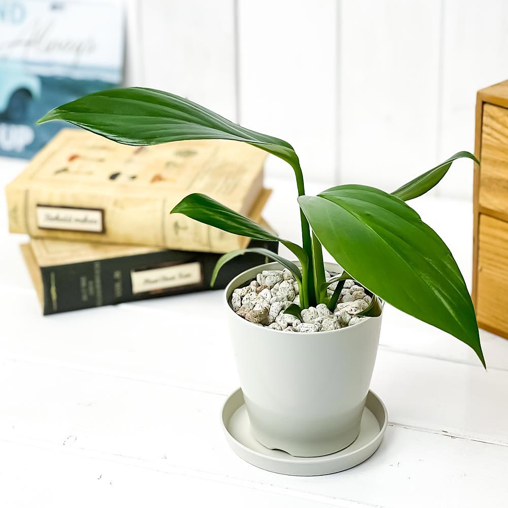 PLANCHU 観葉植物 エピプレムナム ピンナツム 3.5号鉢 受け皿付き 育て