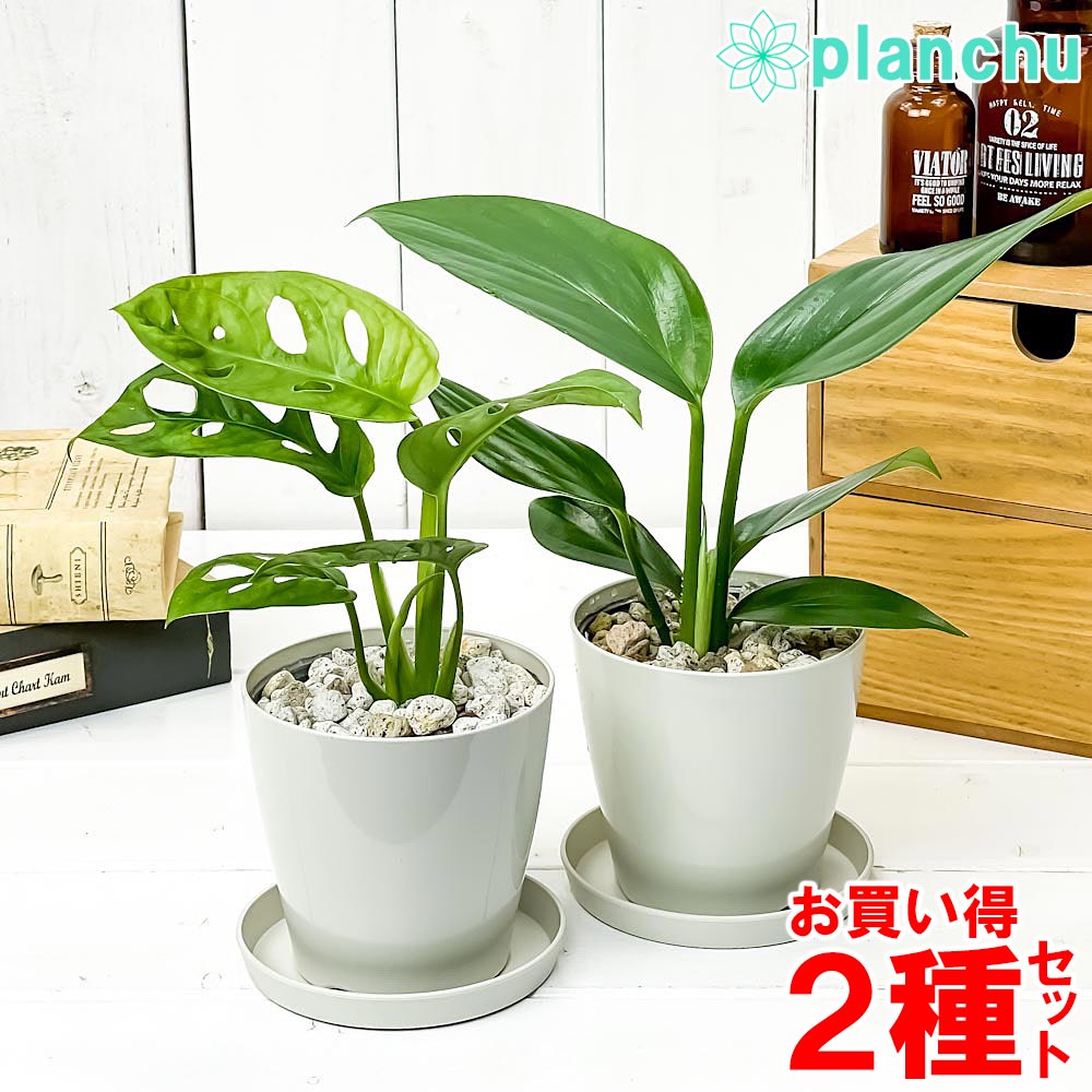 PLANCHU 観葉植物 マドカズラ ＆ ハブカズラ 2種セット 3.5号鉢 受け皿付き 育て方説明書付き モンステラ エピプレムナム