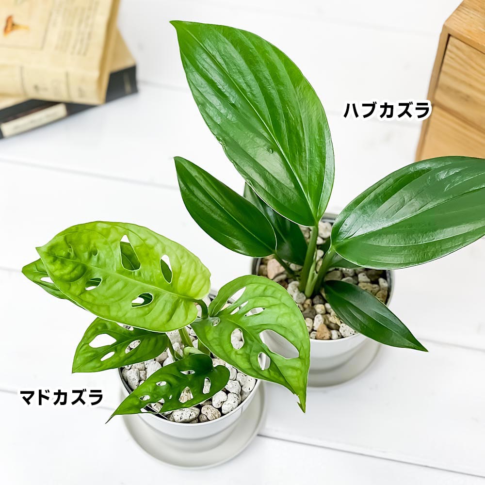 PLANCHU 観葉植物 マドカズラ ＆ ハブカズラ 2種セット 3.5号鉢 受け皿付き 育て方説明書付き モンステラ エピプレムヌム