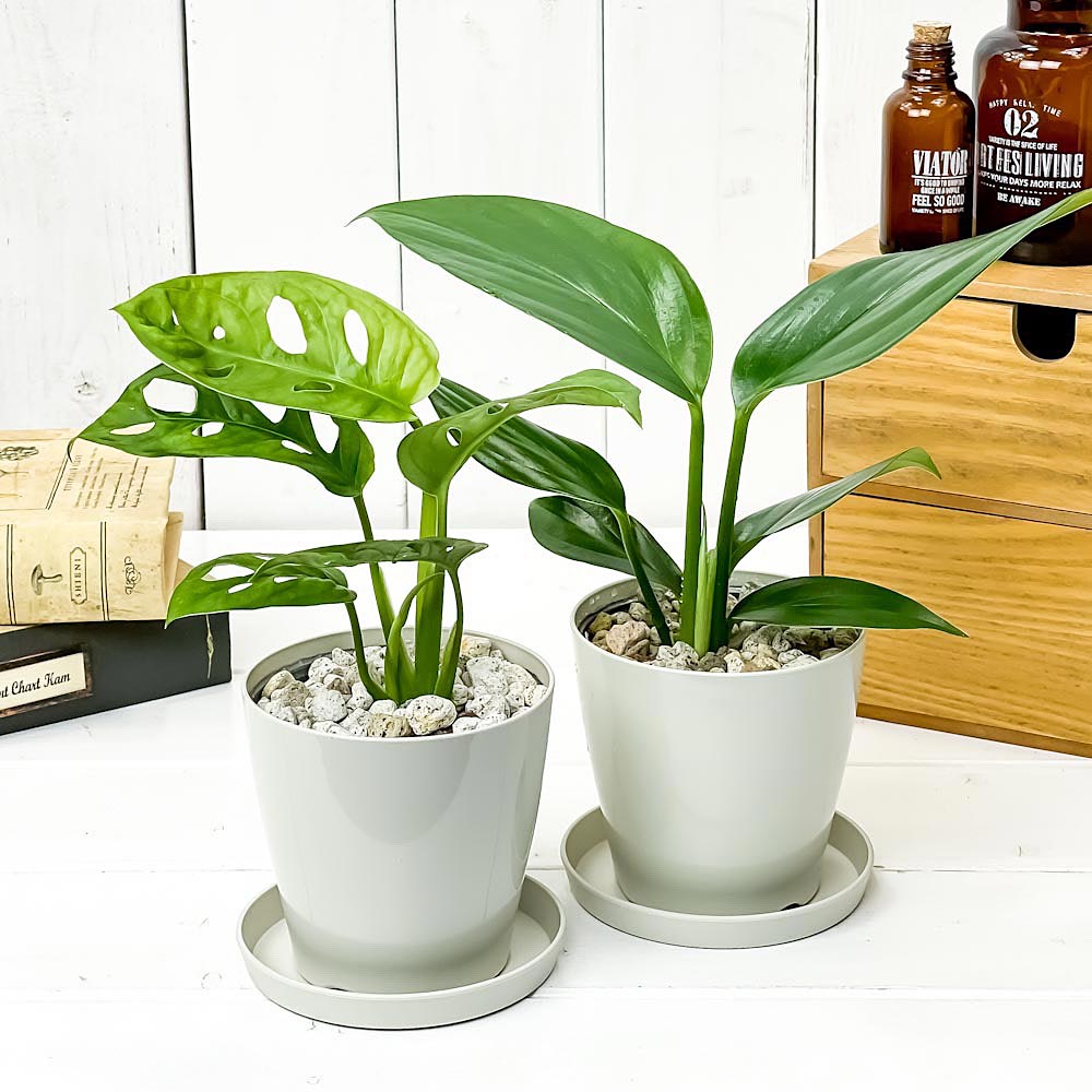 PLANCHU 観葉植物 マドカズラ ＆ ハブカズラ 2種セット 3.5号鉢 受け皿付き 育て方説明書付き モンステラ エピプレムナム