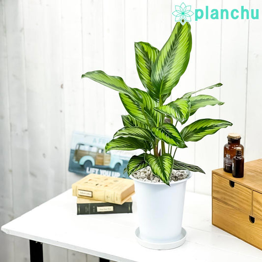 PLANCHU 観葉植物 カラテア ビューティースター 6号鉢 受け皿付き 育て方説明書付き Calathea ‘Beauty Star’