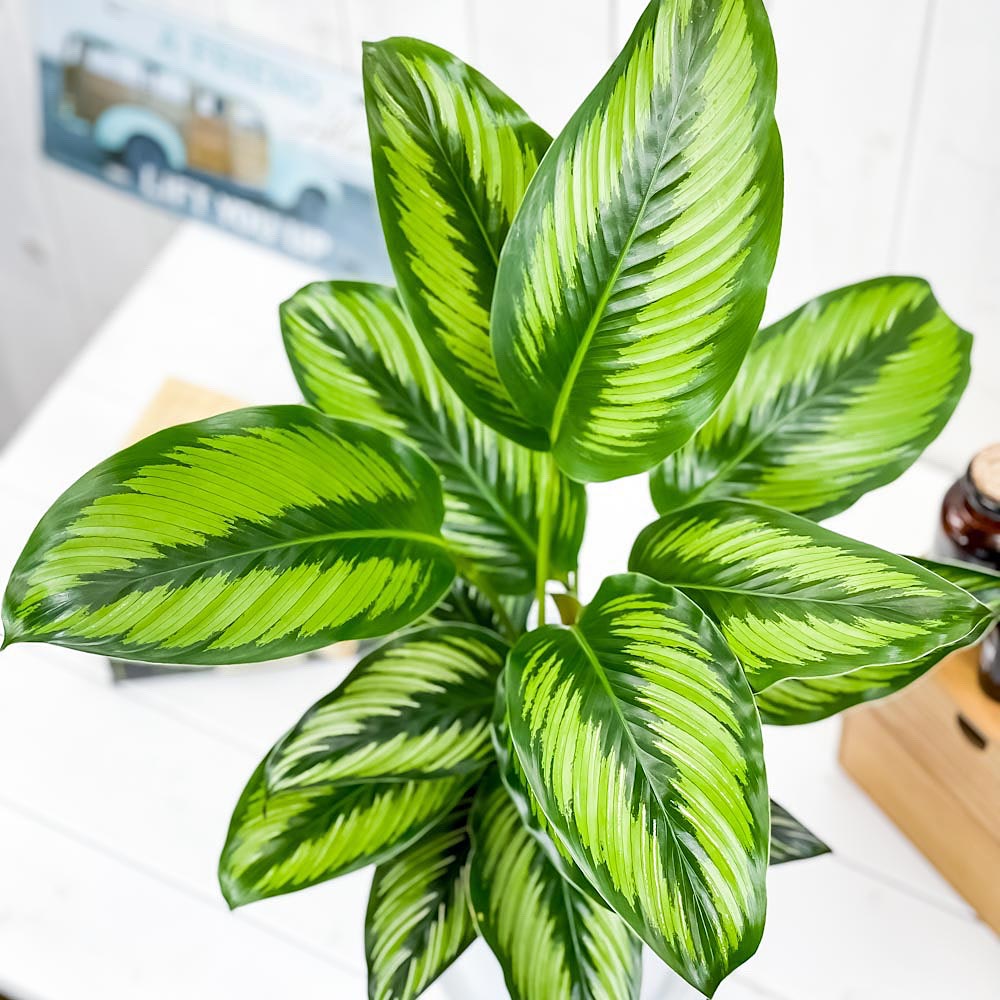 PLANCHU 観葉植物 カラテア ビューティースター 6号鉢 受け皿付き 育て方説明書付き Calathea ‘Beauty Star’