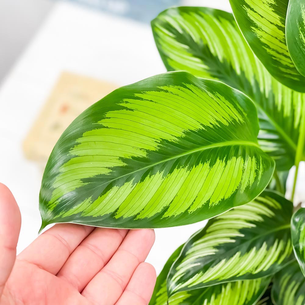 PLANCHU 観葉植物 カラテア ビューティースター 6号鉢 受け皿付き 育て方説明書付き Calathea ‘Beauty Star’