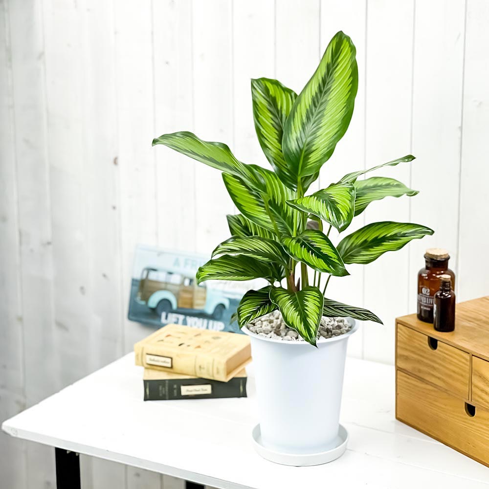 PLANCHU 観葉植物 カラテア ビューティースター 6号鉢 受け皿付き 育て方説明書付き Calathea ‘Beauty Star’